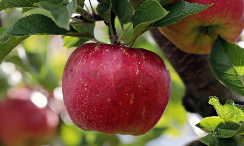 Harvest celestial fruits