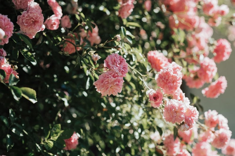 Garden Location in the Netherlands
